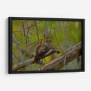 Chotacabras - Cuauhtli.foto | Cuadro decorativo de Canvas Lab