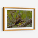 Chotacabras - Cuauhtli.foto | Cuadro decorativo de Canvas Lab