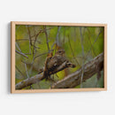 Chotacabras - Cuauhtli.foto | Cuadro decorativo de Canvas Lab