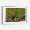 Chotacabras - Cuauhtli.foto | Cuadro decorativo de Canvas Lab