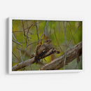 Chotacabras - Cuauhtli.foto | Cuadro decorativo de Canvas Lab