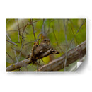 Chotacabras - Cuauhtli.foto | Cuadro decorativo de Canvas Lab