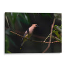 Chinito - Cuauhtli.foto | Cuadro decorativo de Canvas Lab