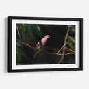 Chinito - Cuauhtli.foto | Cuadro decorativo de Canvas Lab