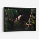 Chinito - Cuauhtli.foto | Cuadro decorativo de Canvas Lab