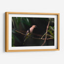 Chinito - Cuauhtli.foto | Cuadro decorativo de Canvas Lab