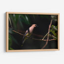 Chinito - Cuauhtli.foto | Cuadro decorativo de Canvas Lab