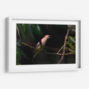 Chinito - Cuauhtli.foto | Cuadro decorativo de Canvas Lab