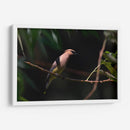 Chinito - Cuauhtli.foto | Cuadro decorativo de Canvas Lab