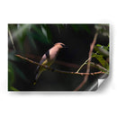 Chinito - Cuauhtli.foto | Cuadro decorativo de Canvas Lab