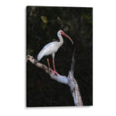 Ibis Blanco - Cuauhtli.foto | Cuadro decorativo de Canvas Lab