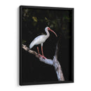 Ibis Blanco - Cuauhtli.foto | Cuadro decorativo de Canvas Lab