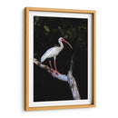 Ibis Blanco - Cuauhtli.foto | Cuadro decorativo de Canvas Lab
