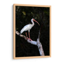 Ibis Blanco - Cuauhtli.foto | Cuadro decorativo de Canvas Lab