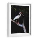 Ibis Blanco - Cuauhtli.foto | Cuadro decorativo de Canvas Lab