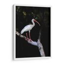 Ibis Blanco - Cuauhtli.foto | Cuadro decorativo de Canvas Lab