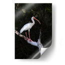 Ibis Blanco - Cuauhtli.foto | Cuadro decorativo de Canvas Lab