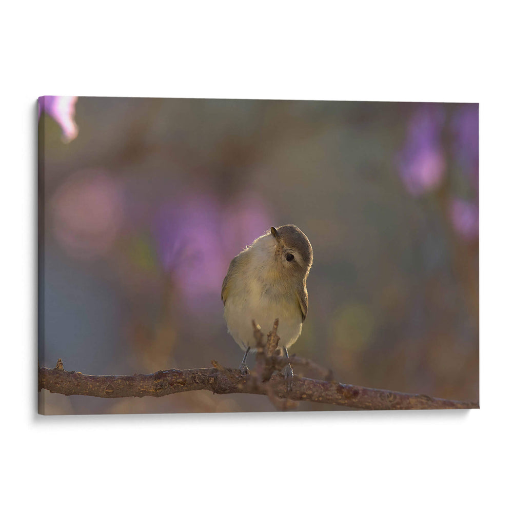 Vireo - Cuauhtli.foto | Cuadro decorativo de Canvas Lab