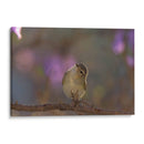 Vireo - Cuauhtli.foto | Cuadro decorativo de Canvas Lab