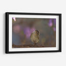 Vireo - Cuauhtli.foto | Cuadro decorativo de Canvas Lab