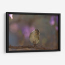 Vireo - Cuauhtli.foto | Cuadro decorativo de Canvas Lab