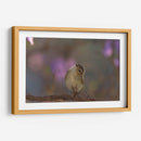 Vireo - Cuauhtli.foto | Cuadro decorativo de Canvas Lab