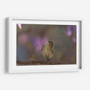 Vireo - Cuauhtli.foto | Cuadro decorativo de Canvas Lab