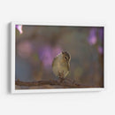 Vireo - Cuauhtli.foto | Cuadro decorativo de Canvas Lab