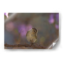 Vireo - Cuauhtli.foto | Cuadro decorativo de Canvas Lab