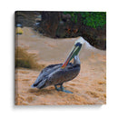 Pelicano - Corrococho | Cuadro decorativo de Canvas Lab