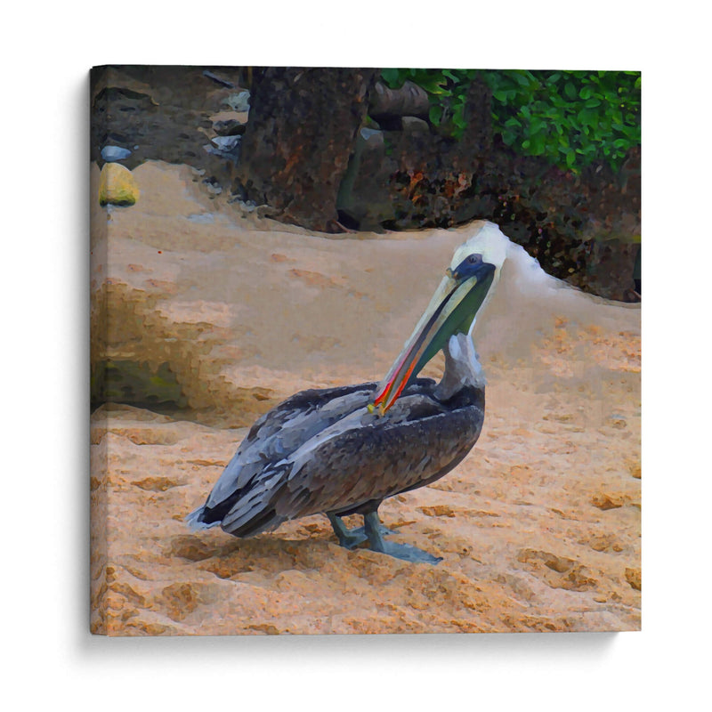 Pelicano - Corrococho | Cuadro decorativo de Canvas Lab
