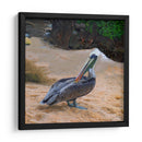 Pelicano - Corrococho | Cuadro decorativo de Canvas Lab