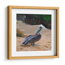 Pelicano - Corrococho | Cuadro decorativo de Canvas Lab