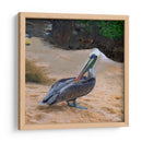 Pelicano - Corrococho | Cuadro decorativo de Canvas Lab