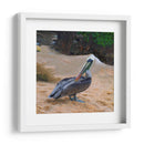 Pelicano - Corrococho | Cuadro decorativo de Canvas Lab