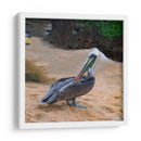 Pelicano - Corrococho | Cuadro decorativo de Canvas Lab