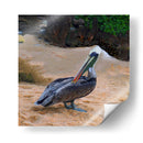 Pelicano - Corrococho | Cuadro decorativo de Canvas Lab