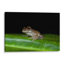 Rana descansando - Cuauhtli.foto | Cuadro decorativo de Canvas Lab