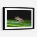 Rana descansando - Cuauhtli.foto | Cuadro decorativo de Canvas Lab