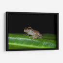 Rana descansando - Cuauhtli.foto | Cuadro decorativo de Canvas Lab