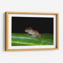 Rana descansando - Cuauhtli.foto | Cuadro decorativo de Canvas Lab