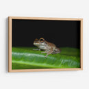 Rana descansando - Cuauhtli.foto | Cuadro decorativo de Canvas Lab