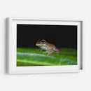 Rana descansando - Cuauhtli.foto | Cuadro decorativo de Canvas Lab