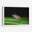 Rana descansando - Cuauhtli.foto | Cuadro decorativo de Canvas Lab