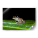 Rana descansando - Cuauhtli.foto | Cuadro decorativo de Canvas Lab