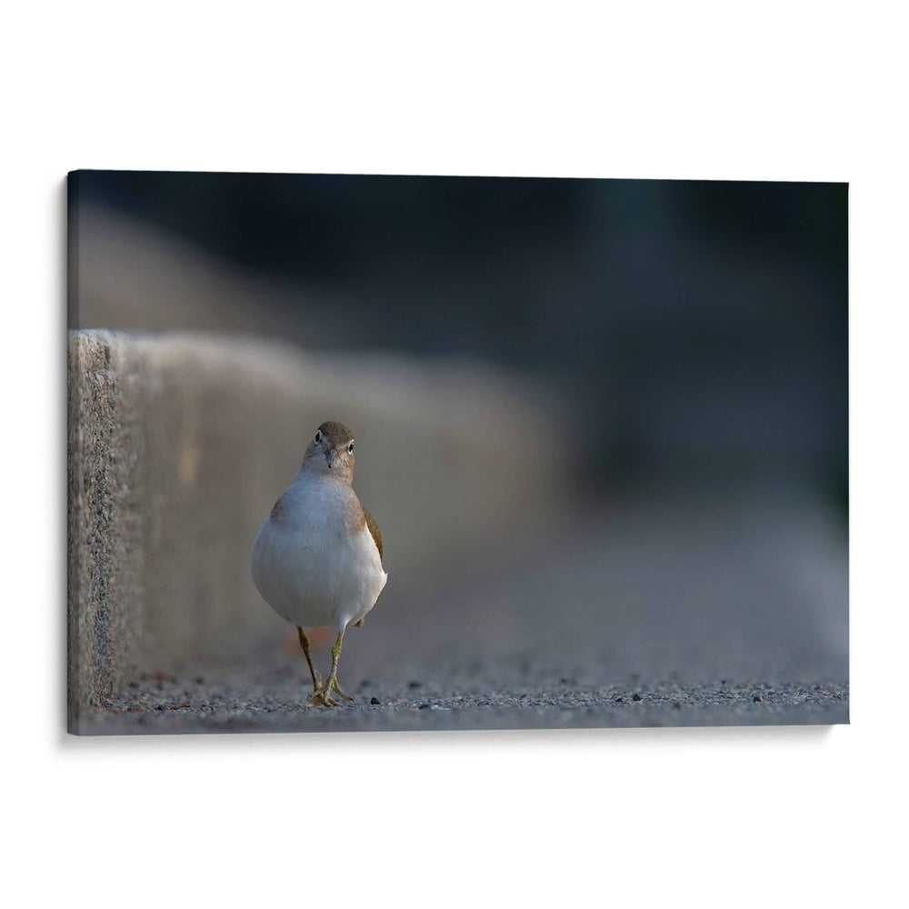 Alzacolita - Cuauhtli.foto | Cuadro decorativo de Canvas Lab
