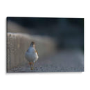 Alzacolita - Cuauhtli.foto | Cuadro decorativo de Canvas Lab