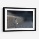 Alzacolita - Cuauhtli.foto | Cuadro decorativo de Canvas Lab