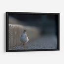 Alzacolita - Cuauhtli.foto | Cuadro decorativo de Canvas Lab