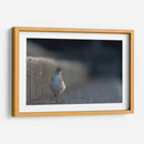 Alzacolita - Cuauhtli.foto | Cuadro decorativo de Canvas Lab